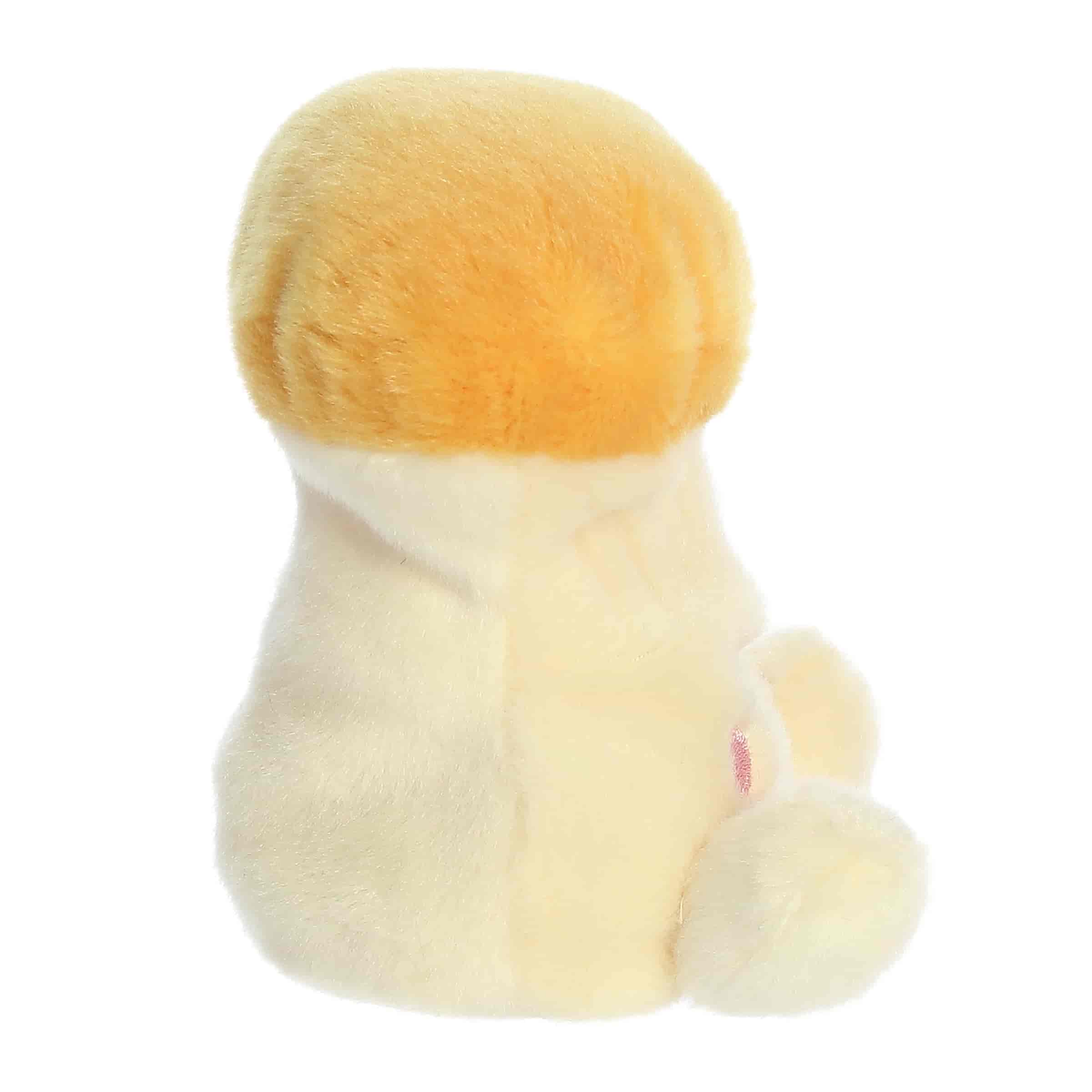Hongo Jackie Chantrelle™